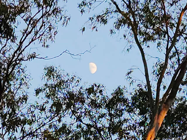 half moon seen through a gap in trees