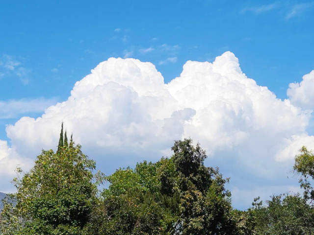 big fluffy clouds above the tree tops