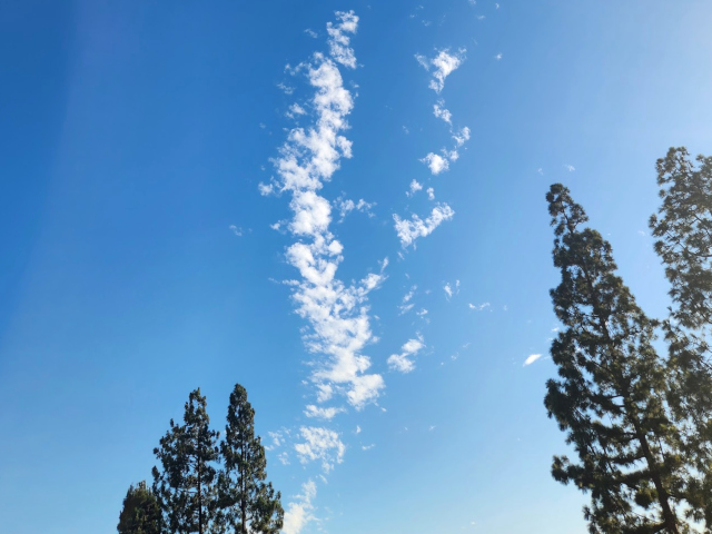 tall skinny trees with a tall skinny cloud above