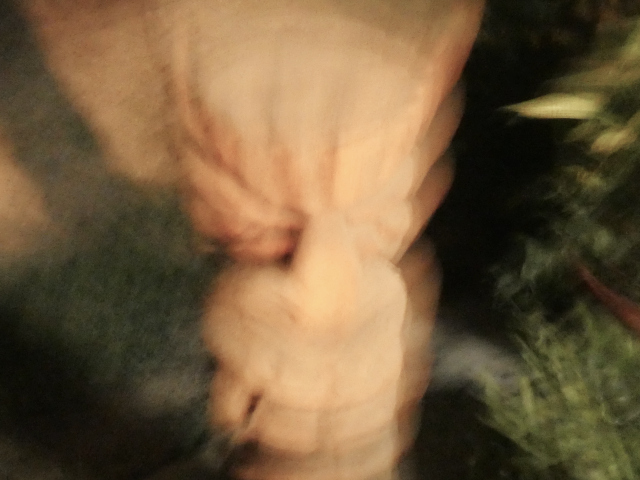 maoi statue wood crazy zoom photo