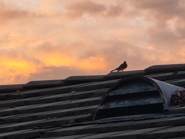 bird on roof at sunset