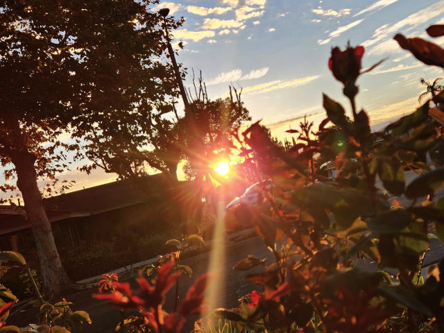sunset through rose bushes