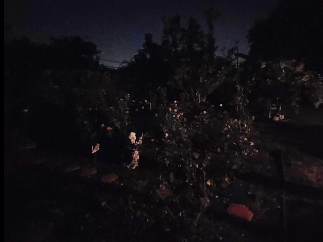 dark garden