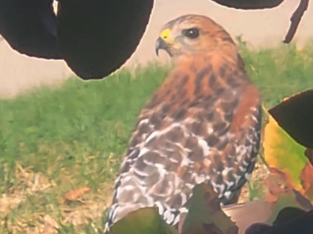 hawk in the front lawn