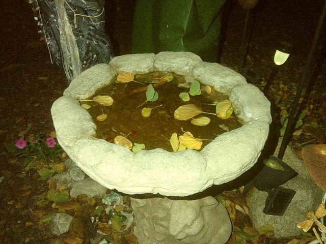 flash photo of a bird bath with fallen leaves floating on the water
