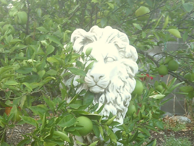 lion statue peeking out from behind the orange tree
