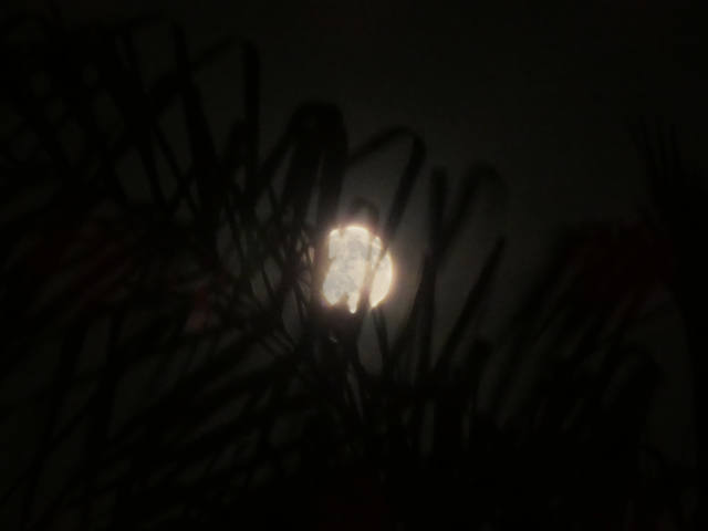 the moon, nearly full, obscured behind palm fronds