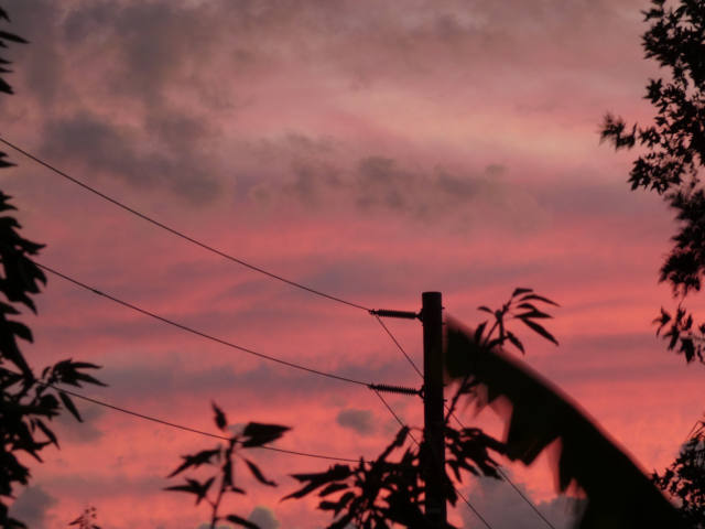 sunset clouds, wind swept trees