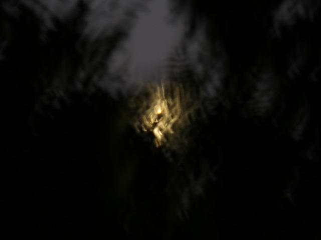 blurry light shining through tree leaves at night