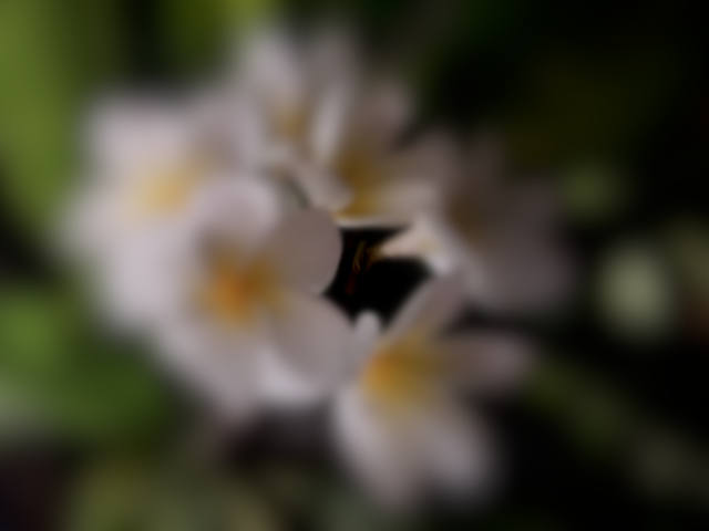 plumeria in the night time