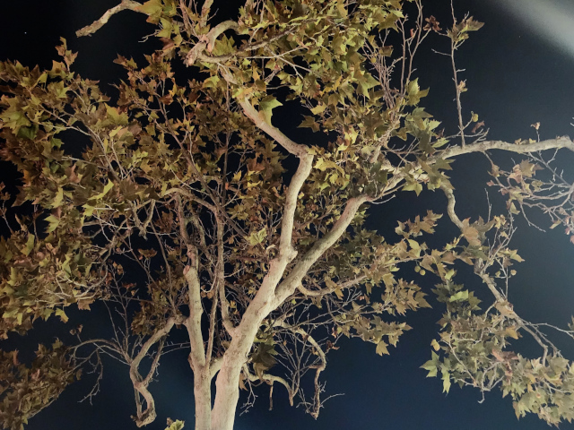 starkly lit tree against the night sky