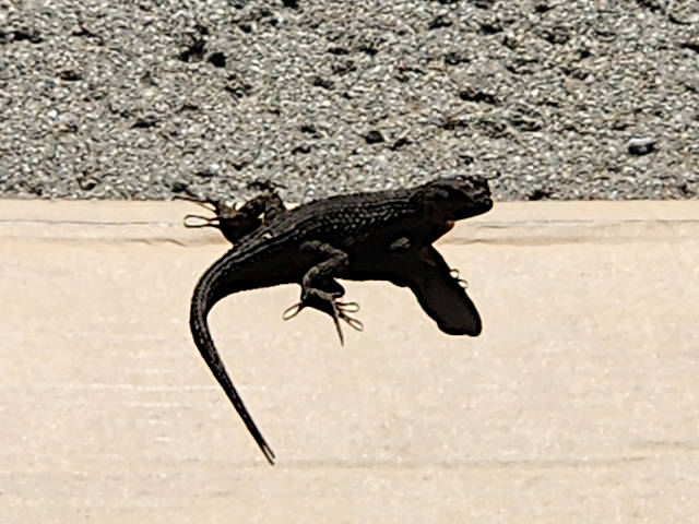 a fence lizard looking over it's shoulder at the camera operator