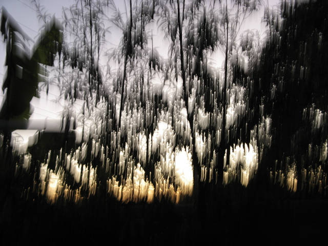 lofi slow shutter motion of foliage against sunset