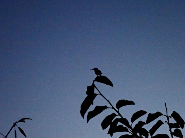 hummingbird on tree branch silhouetted against the dusky sky