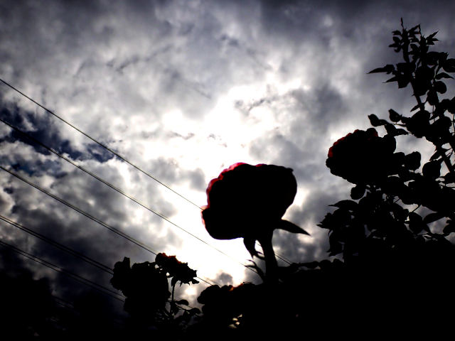 climbing rouse silhouetted against stormy clouds