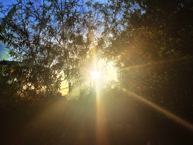 sun shining and glaring through trees