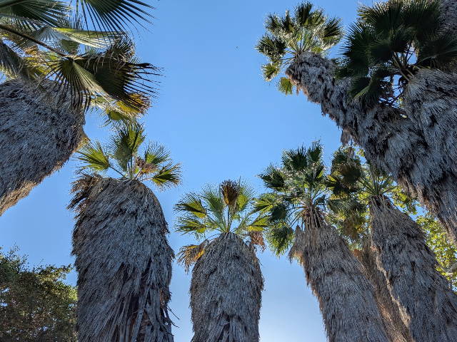 california fan palms towering above