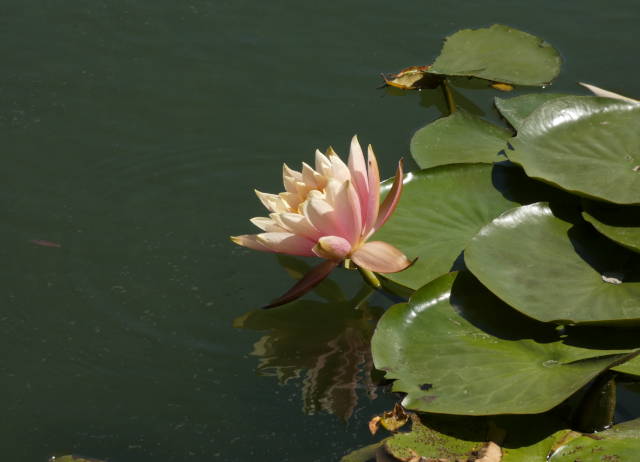 waterlily and reflections in pond