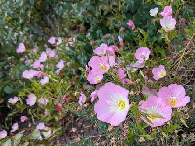 flowers in the garden
