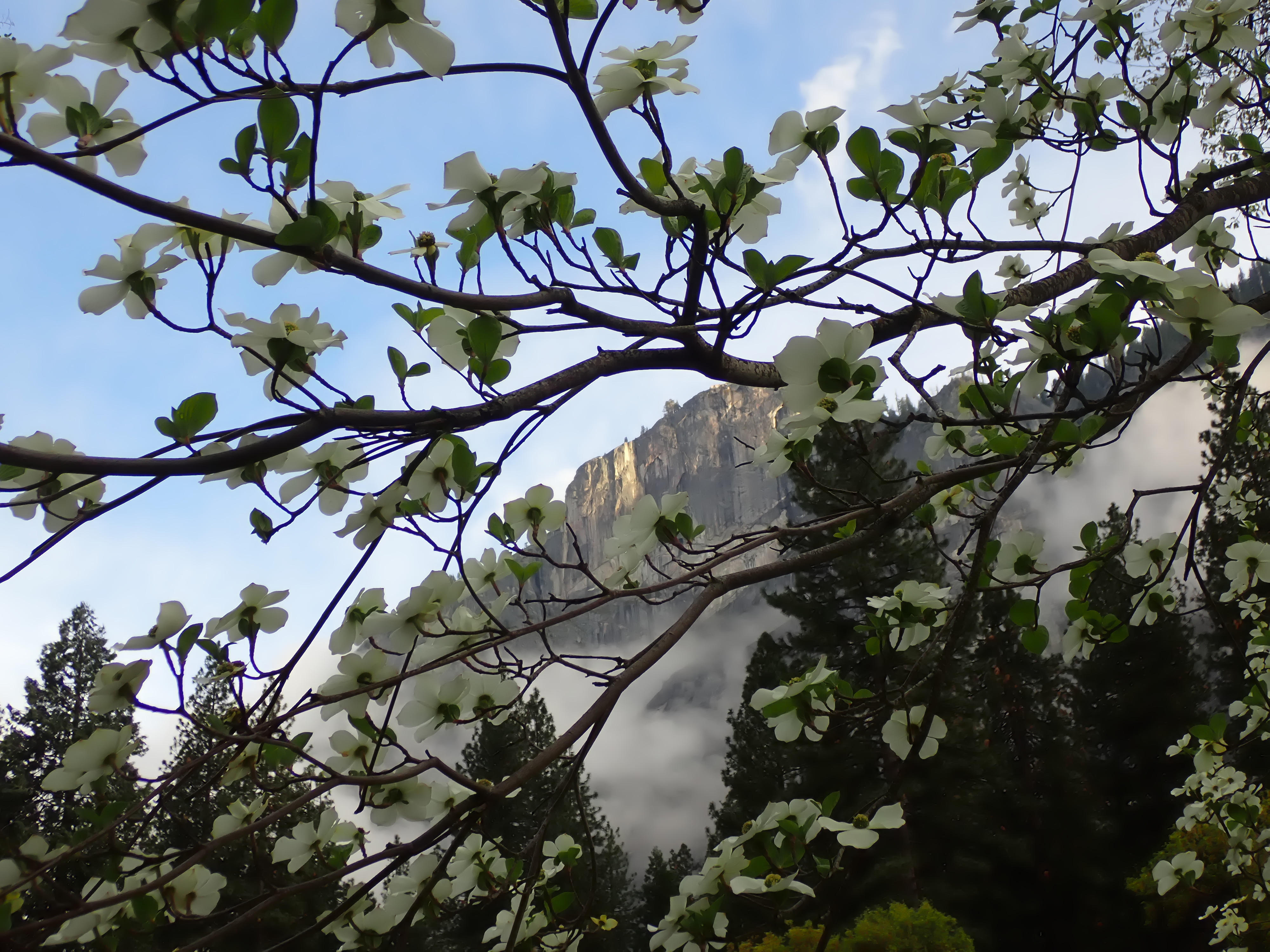 White dogwood blossoms set against the steep walls of Yosemite Valley