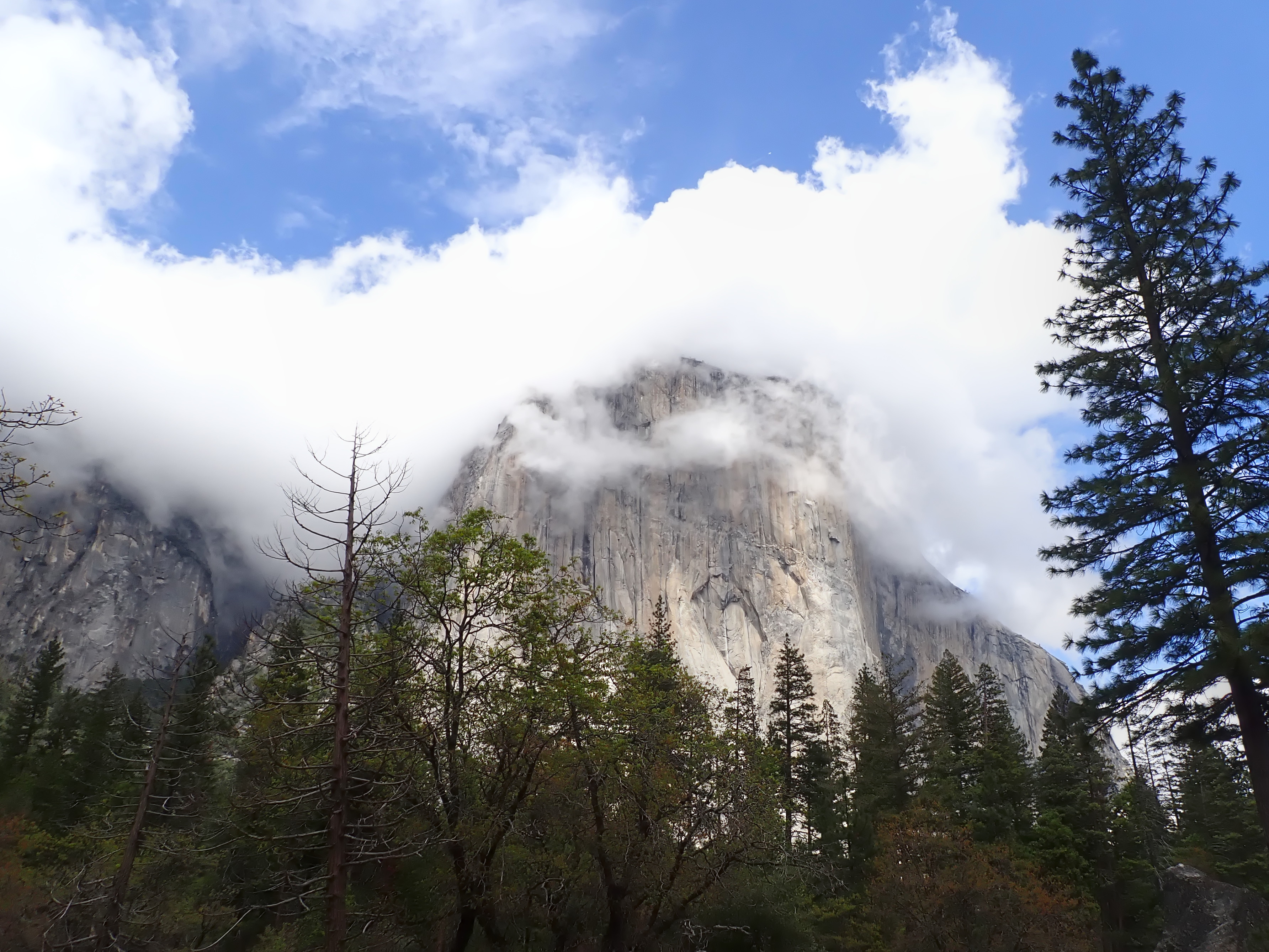 Low clouds wrapped around rocky cliffs like a scarf with evergreen forest trees in Yosemite Valley
